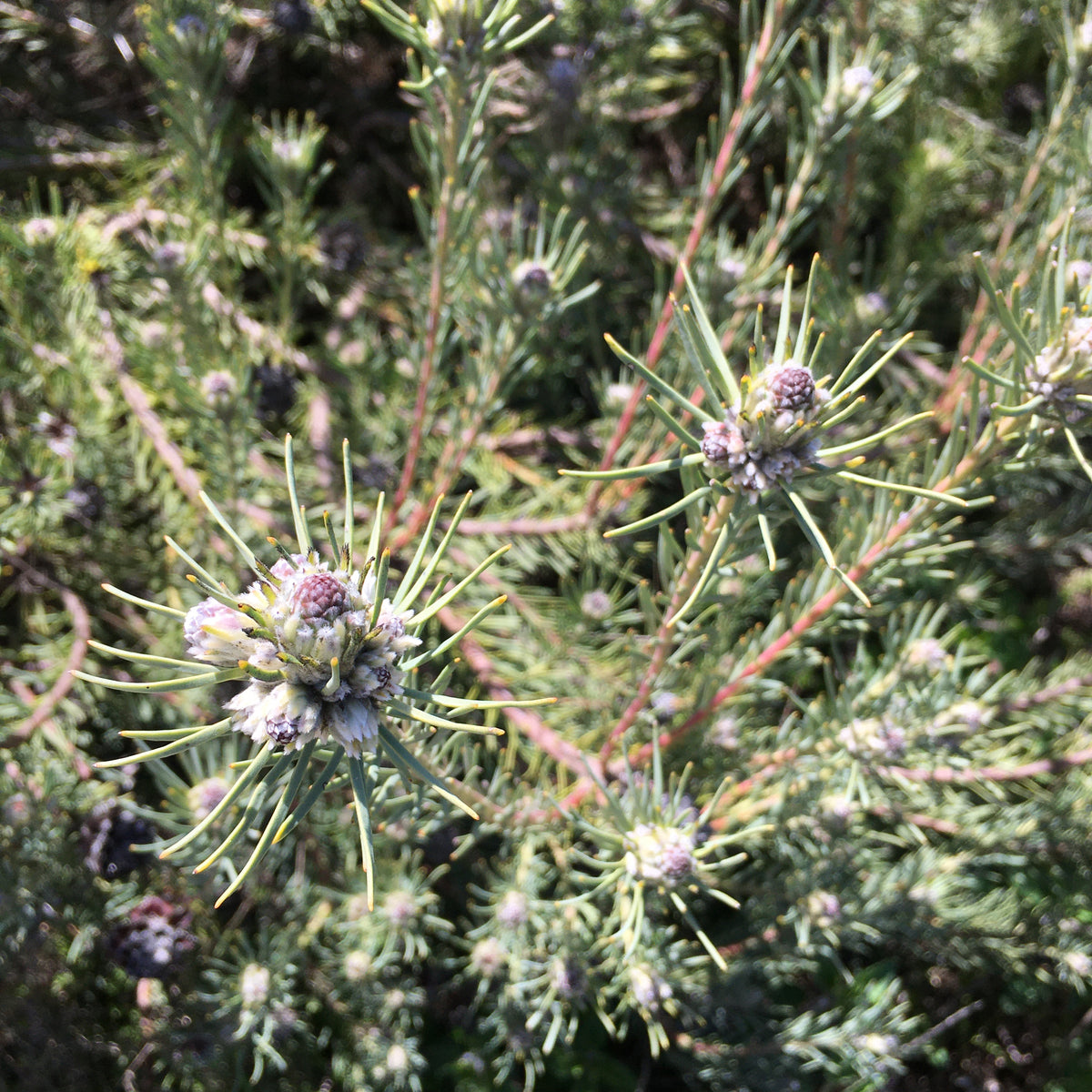 Leucadendron brunioides (female) 1 gallon plant Norrie's Gift and