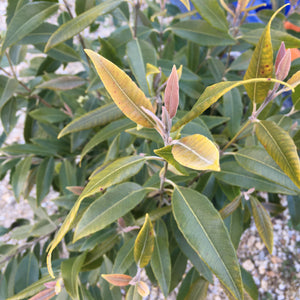 Backhousia citriodora - 1 gallon plant