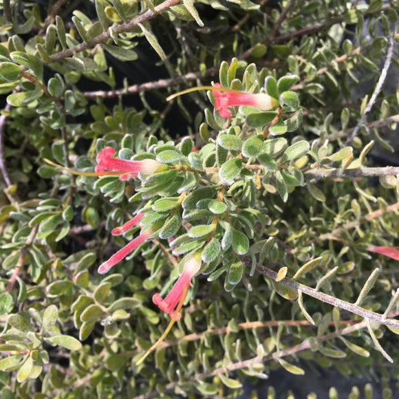 Adenanthos dobsonii - 2 gallon plant