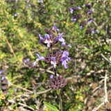 Salvia brandegeei 'Pacific Blue' - 1 gallon plant