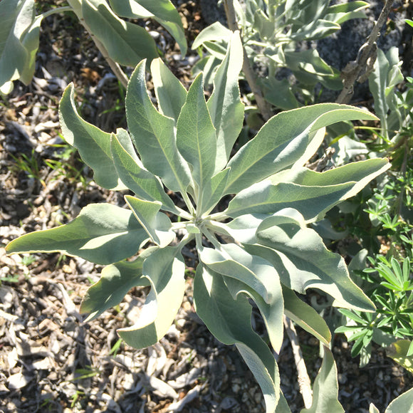 Salvia apiana - 1 gallon plant
