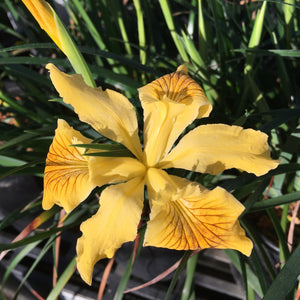 Iris innominata (yellow flower) - 1 gallon plant