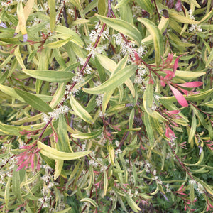 Hakea salicifolia 'Gold Medal' - 5 gallon plant