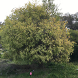 Hakea salicifolia 'Gold Medal' - 5 gallon plant