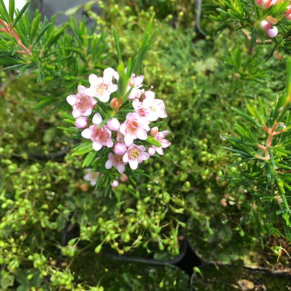 Chamelaucium x verticordia 'Jasper' - 1 gallon plant