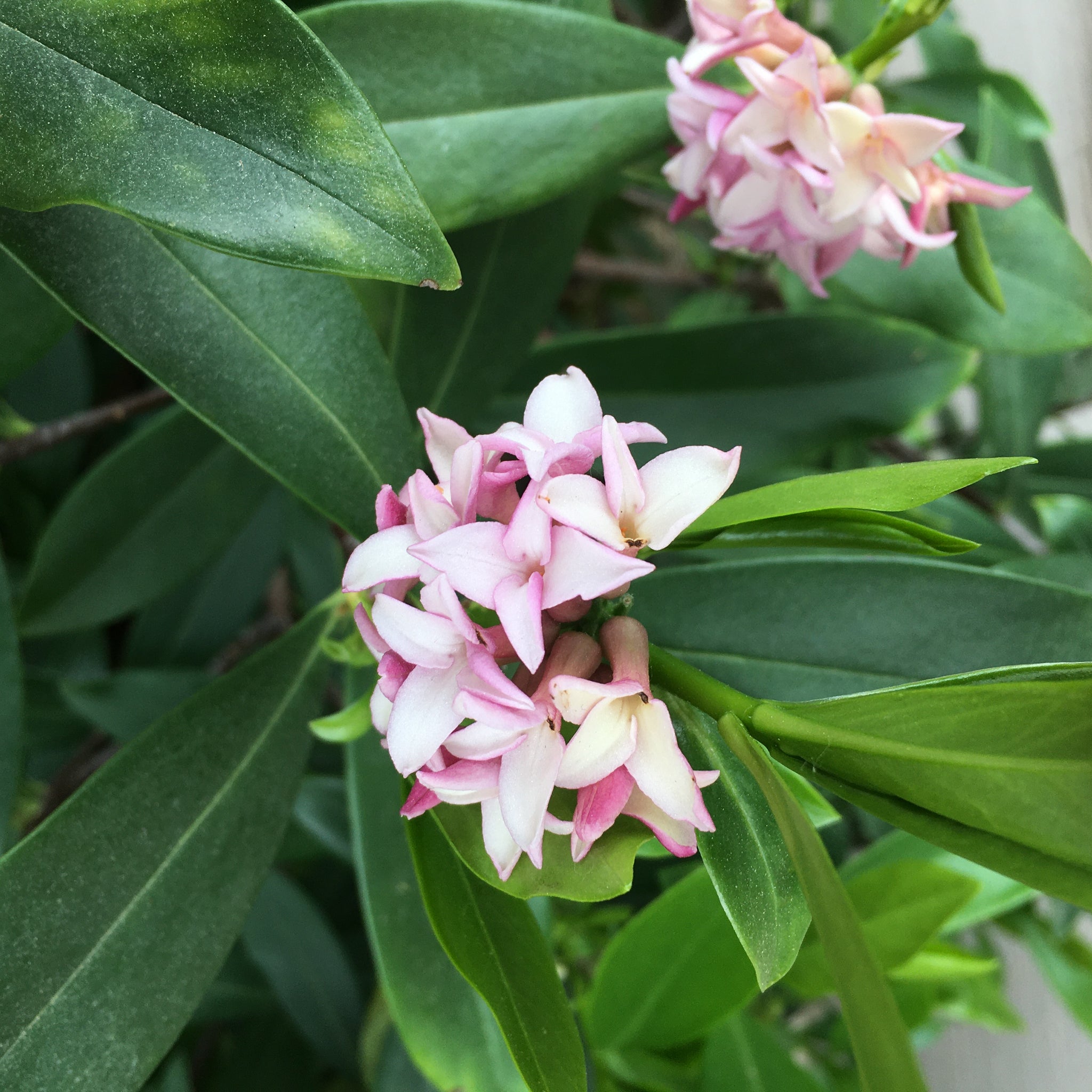 daphne indoor plant Daphne odora