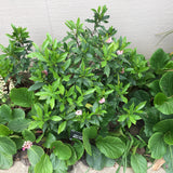 Daphne odora - 1 gallon plant