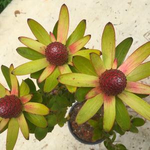 Leucadendron laureolum (female)  - 1 gallon plant