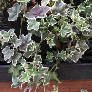 Pelargonium 'L'Elegante' - 1 gallon plant