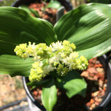 Maianthemum racemosum - 1 gallon plant