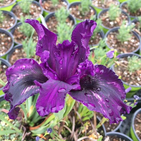 Iris PCH 'San Andreas' - 1 gallon plant