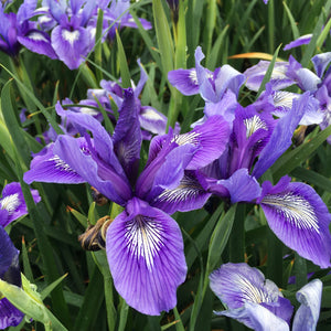 Iris PCH 'Benitoite Blue' - 1 gallon plant