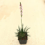 Stylidium graminifolium - 1 gallon plant