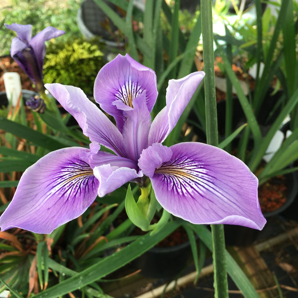 Iris PCH Tall Lavender - 1 gallon plant