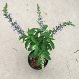 Salvia somalensis - 1 gallon plant