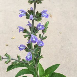 Salvia somalensis - 1 gallon plant
