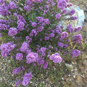 Verticordia plumosa - 1 gallon plant