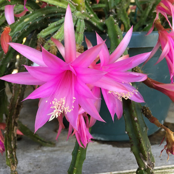 Aporophyllum 'Bright Pink' - 3.5 inch plant
