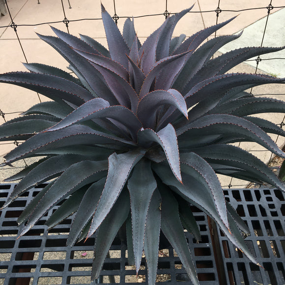 purple people eater succulent Mangave 'Purple People Eater' PP29949'