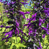 Salvia 'Purple Majesty' - 1 gallon plant