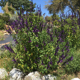Salvia 'Purple Majesty' - 1 gallon plant