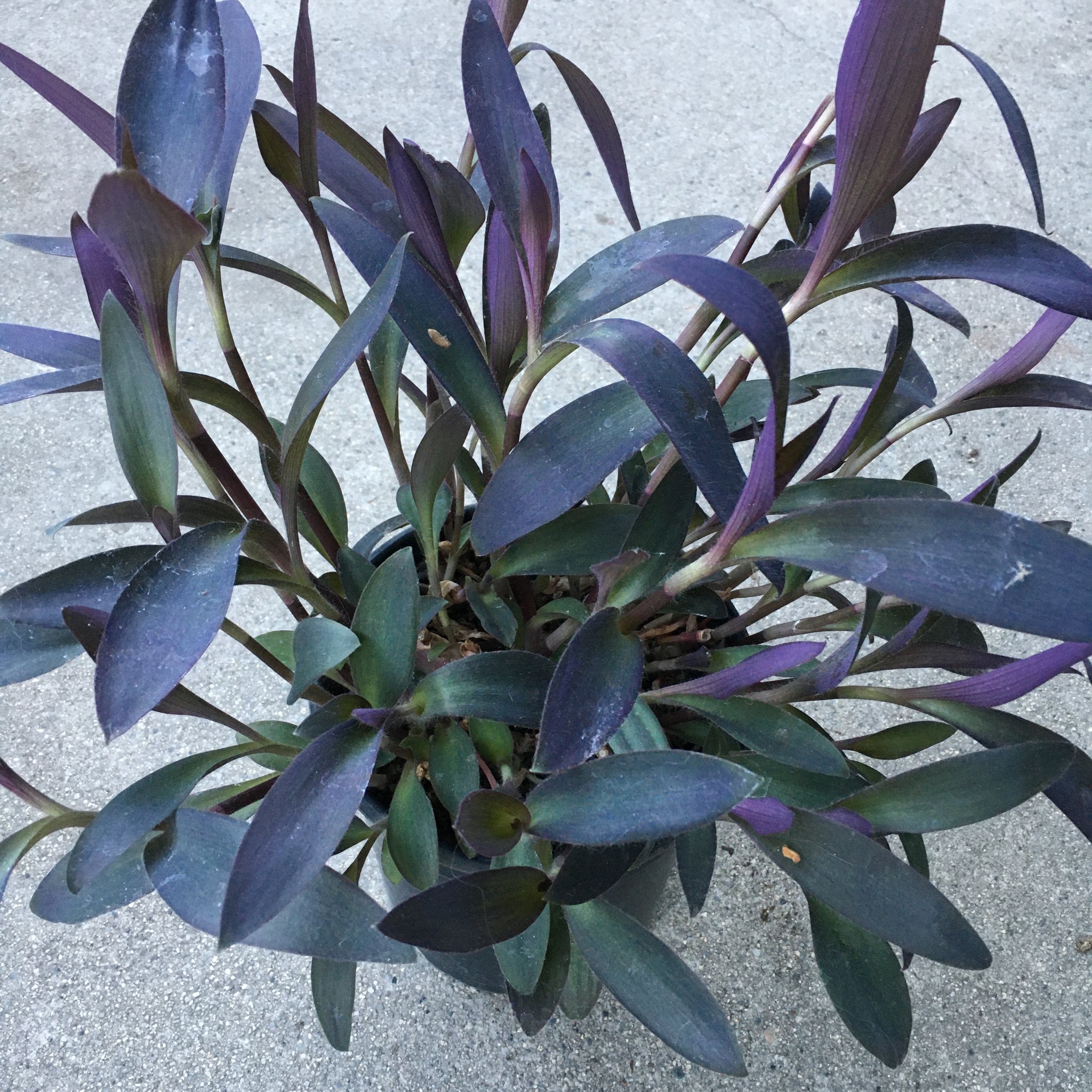 tradescantia pallida succulent Tradescantia pallida