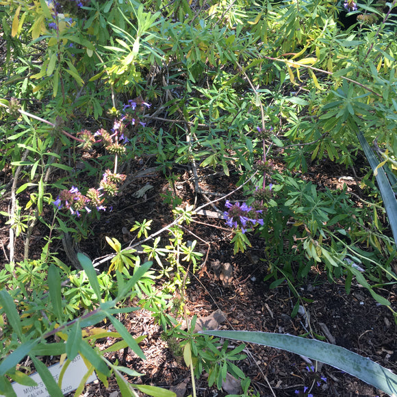 Salvia munzii - 1 gallon plant