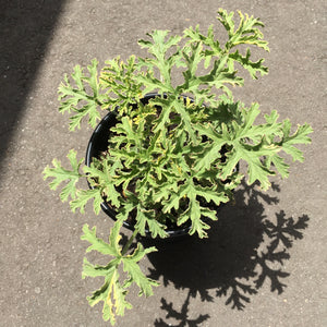 Pelargonium 'Lady Plymouth' - 1 gallon plant