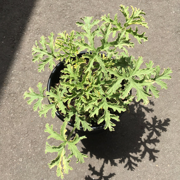 Pelargonium 'Lady Plymouth' - 1 gallon plant