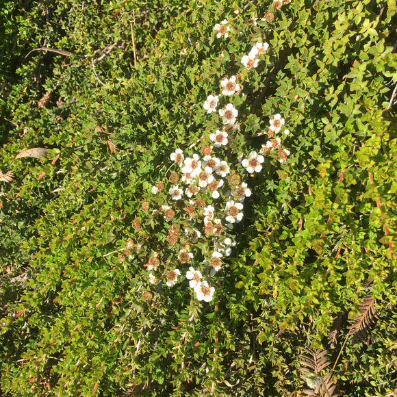 Leptospermum scoparium 'Star Carpet' - 1 gallon plant