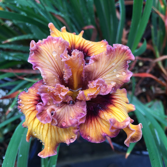 Iris PCH 'Burgundy & Gold' - 1 gallon plant