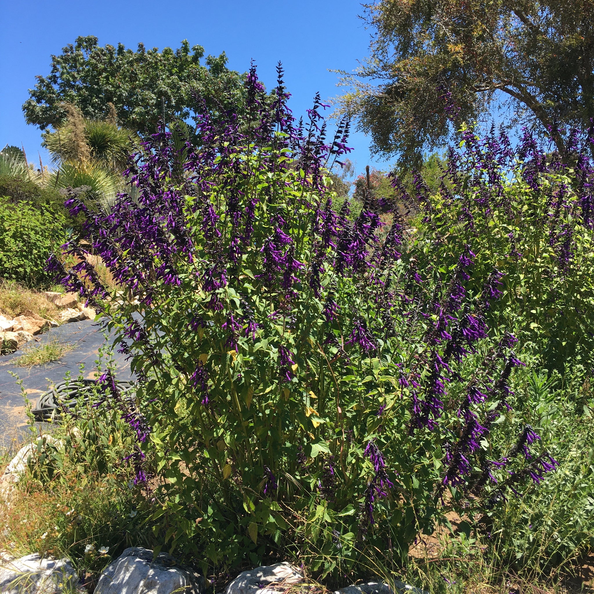 Salvia 'Purple Majesty' - 1 gallon plant – Norrie's Gift and