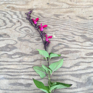 Salvia sp. (tall cerise) - 1 gallon plant