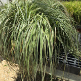 Carex 'Feather Falls' - 1 gallon plant