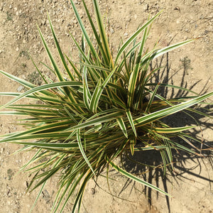Carex morrowii 'Everglow' PP30466 - 1 gallon plant