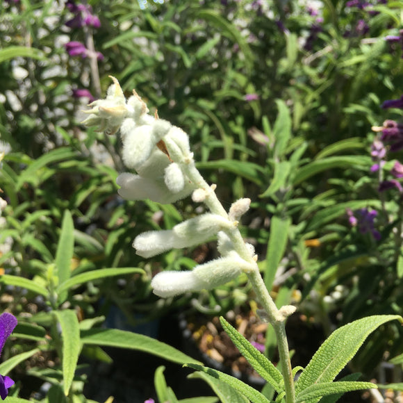 Salvia leucantha 'White Mischief' - 1 gallon plant