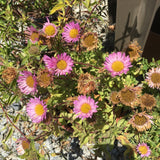Erigeron glaucus 'Sea Breeze' - 1 gallon plant