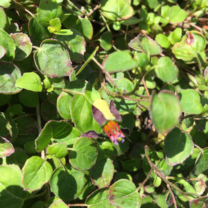 Fuchsia procumbens - 2 gallon plant
