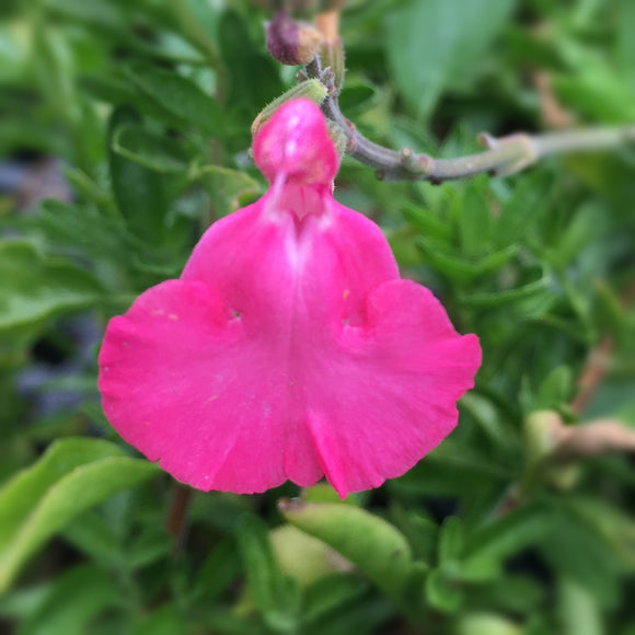 Salvia microphylla 'Kissing Pink' - 1 gallon plant