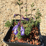 Salvia muirii - 1 gallon plant