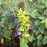 Salvia mexicana 'Limelight' - 1 gallon plant