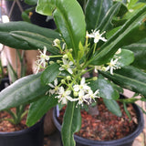 Pitavia punctata - 5 gallon plant