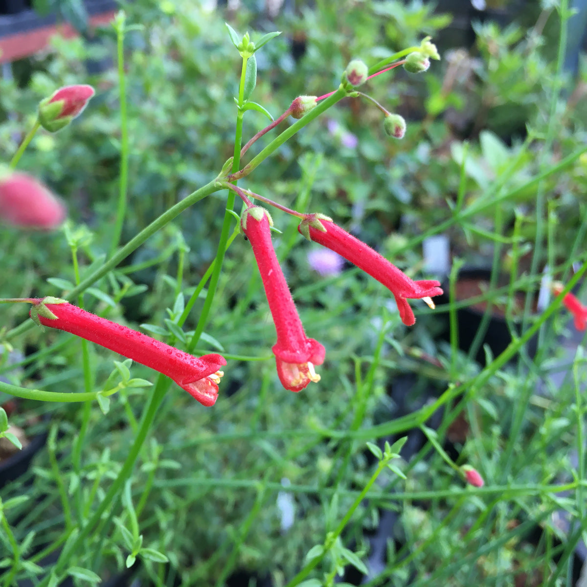 Gambelia juncea 'Gran Cañon' 1 gallon plant Norrie's Gift and