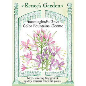 Cleome - Hummingbird's Choice Color Fountains