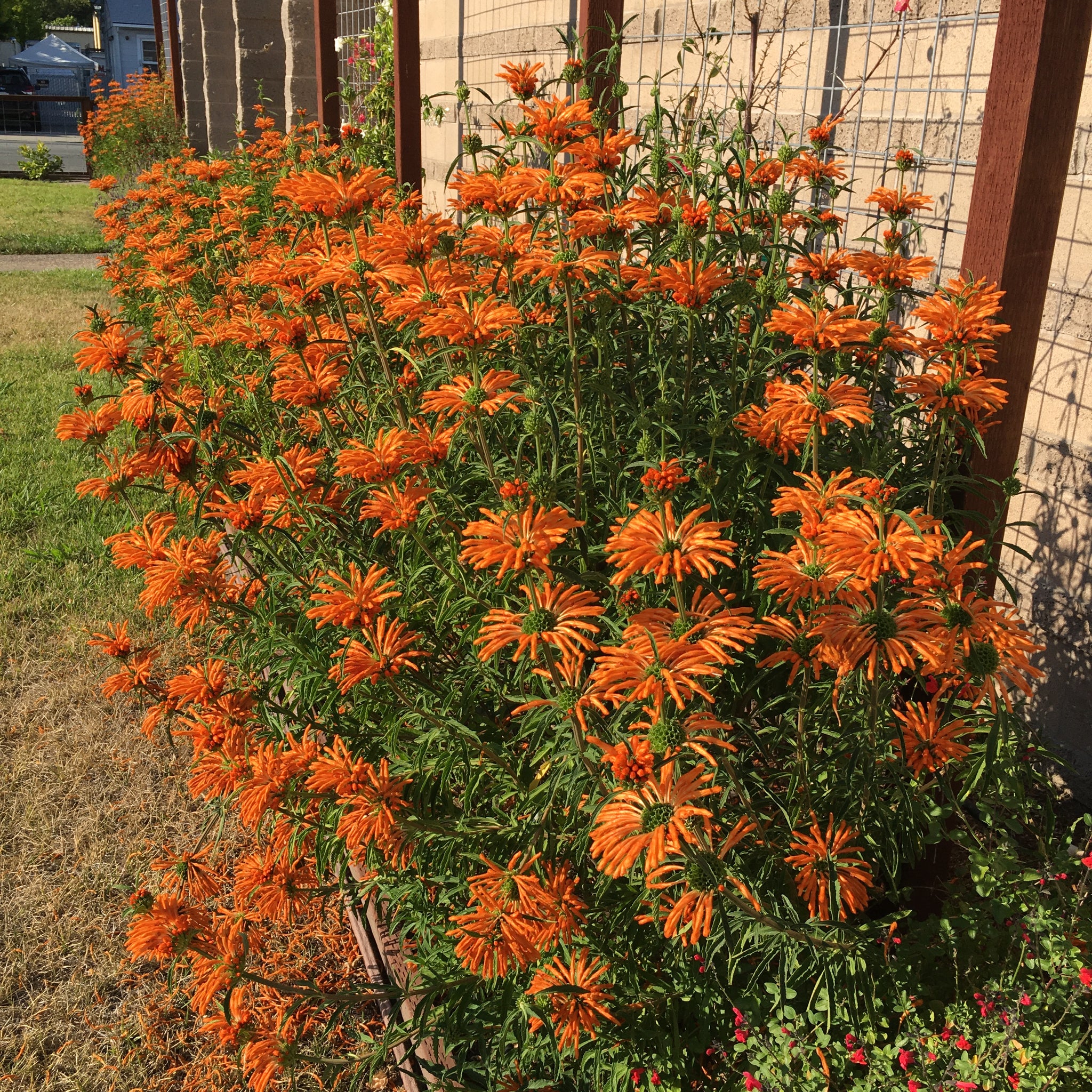 Leonotis leonurus