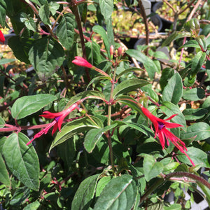 Fuchsia regia var. alpestris - 2 gallon plant