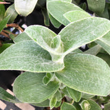 Tradescantia sillamontana - 1 gallon plant