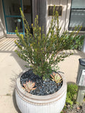 Templetonia retusa - 1 gallon plant