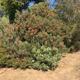 Banksia occidentalis seedling - 1 gallon plant