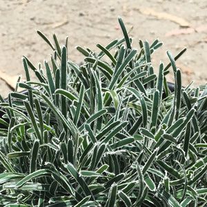 Ficinia truncata 'Ice Crystal' - 1 gallon plant